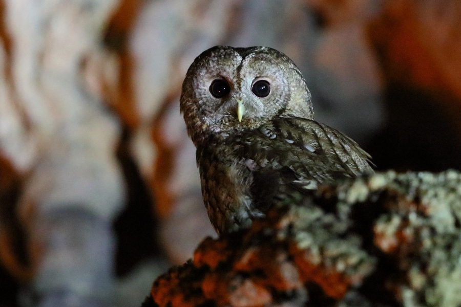Tawny Owl