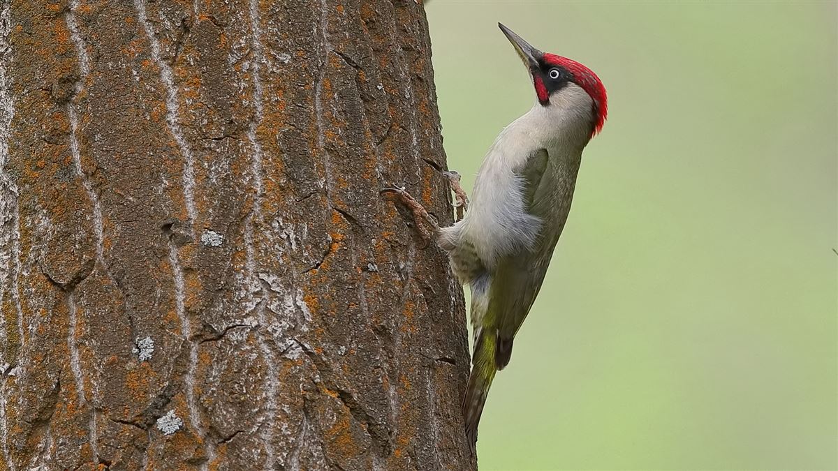 European Green Woodpecker