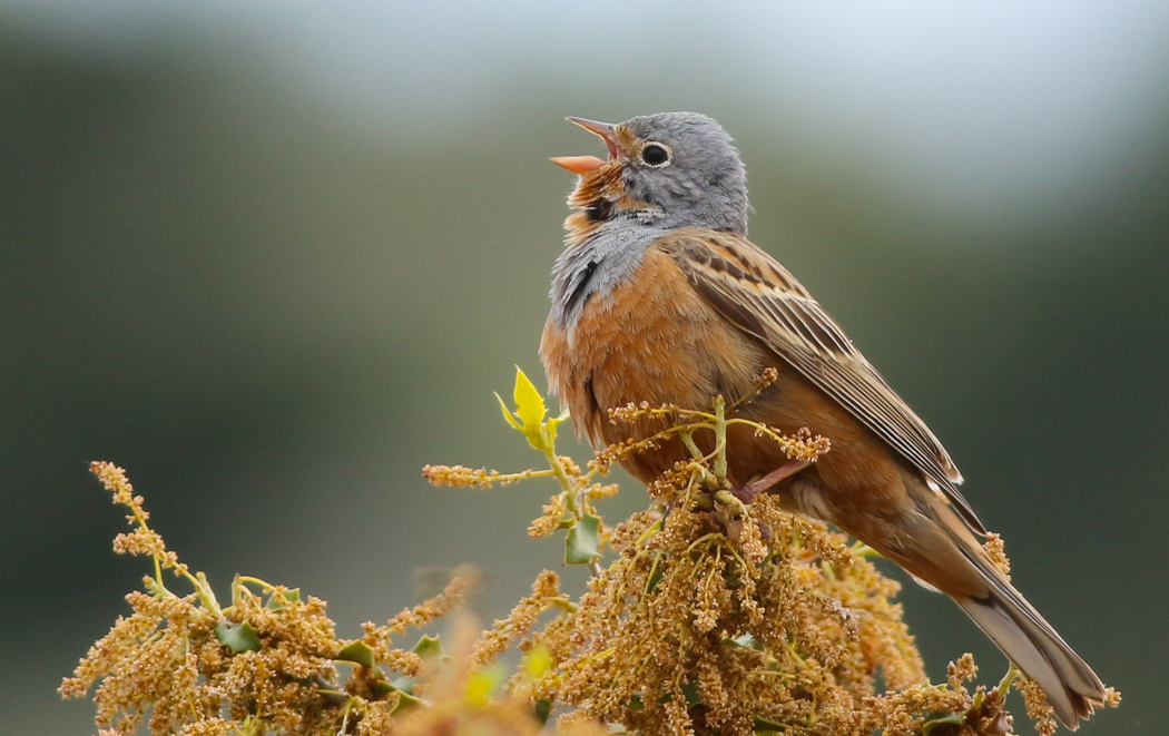 Cretzschmar`s Bunting