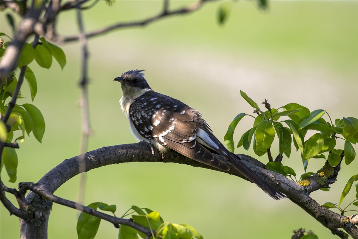 Great Spotted Cuckoo