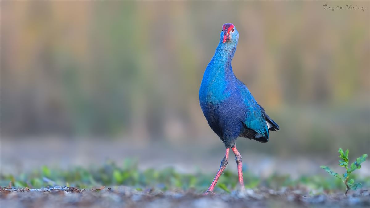 Grey-headed Swamphen