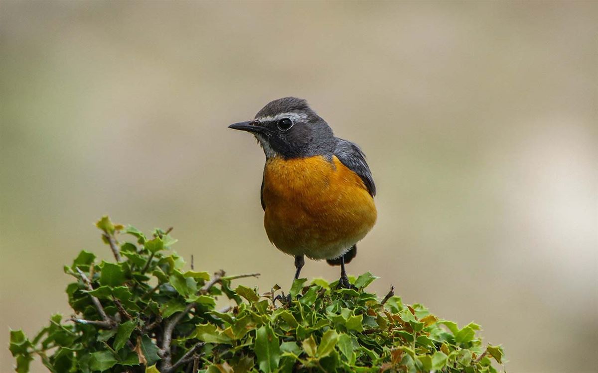 Taşbülbülü