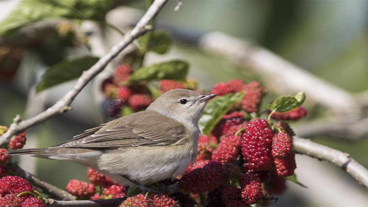 Garden Warbler