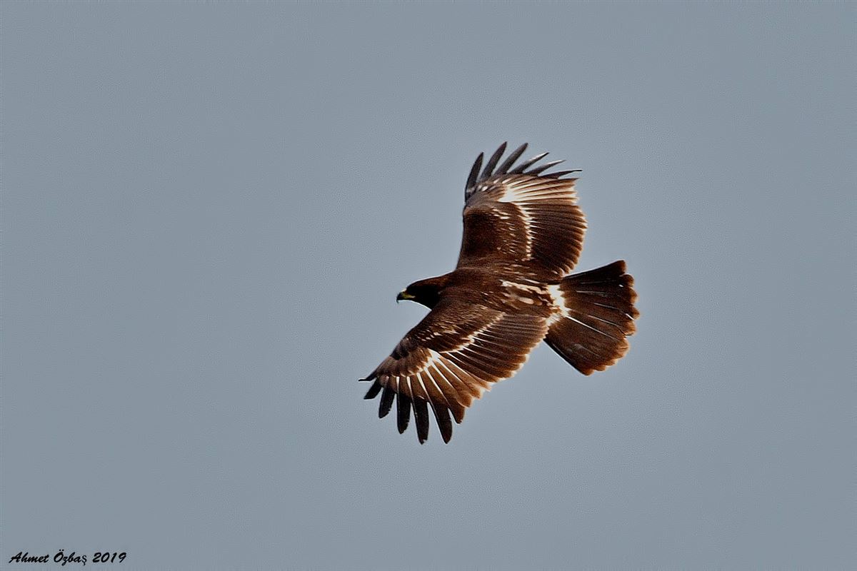 Greater Spotted Eagle