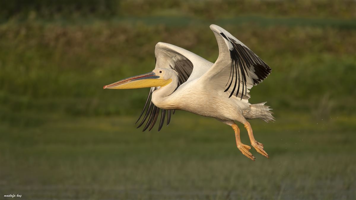 Ak Pelikan