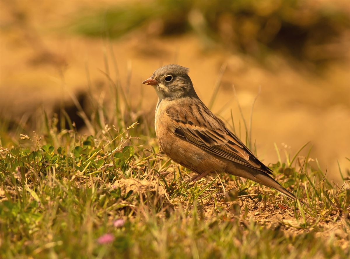 Ortolan Bunting