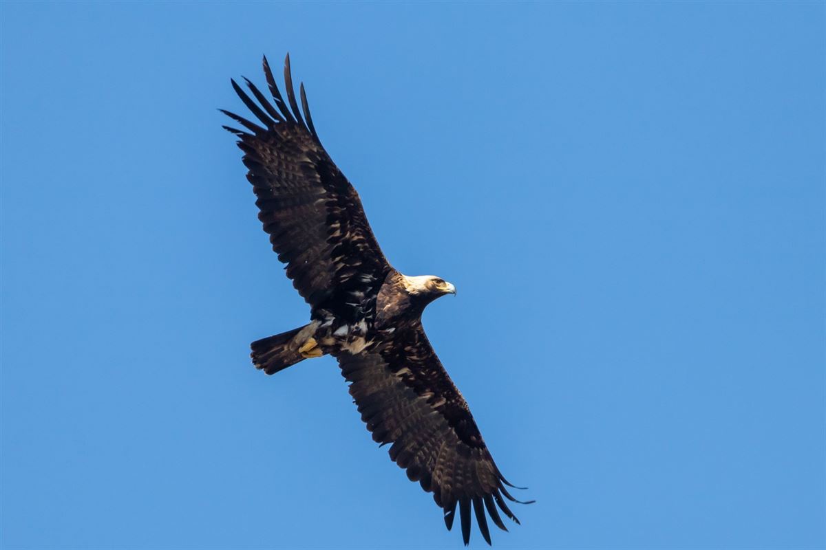 Eastern Imperial Eagle