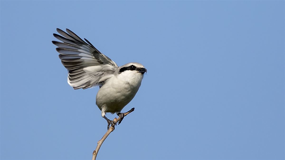 Great Grey Shrike
