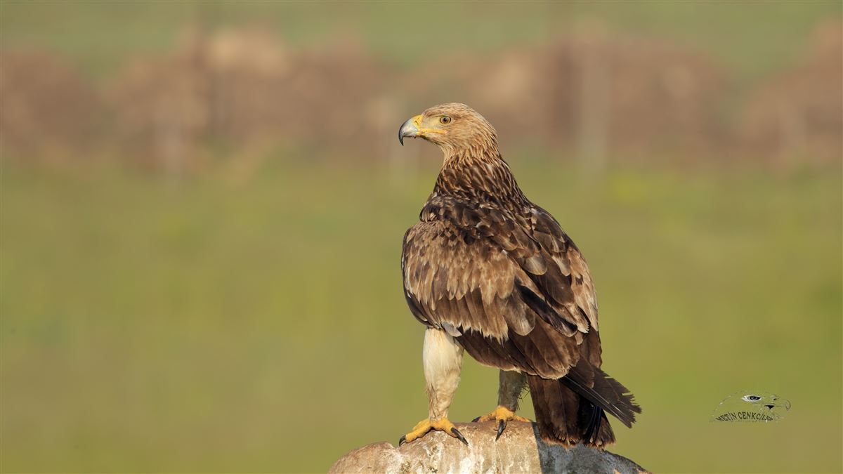 Eastern Imperial Eagle