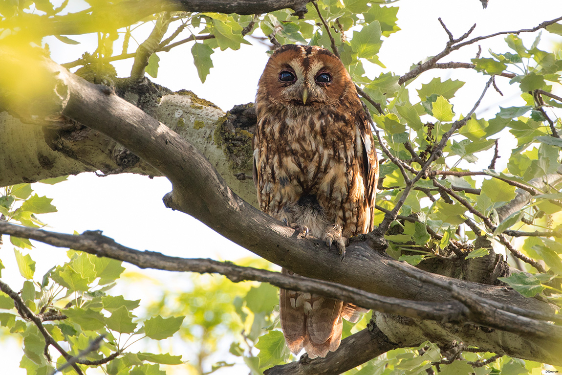 Tawny Owl