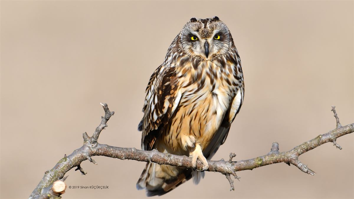 Short-eared Owl