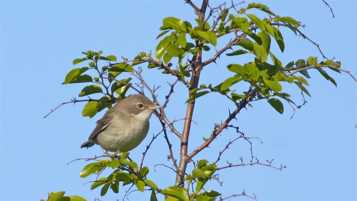 Common Whitethroat