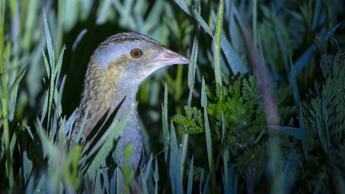 Corn Crake