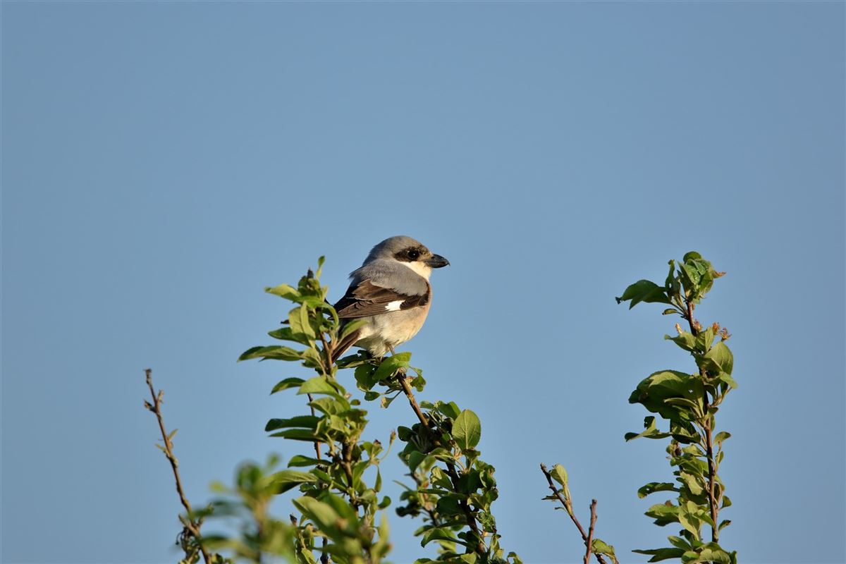 Lesser Grey Shrike