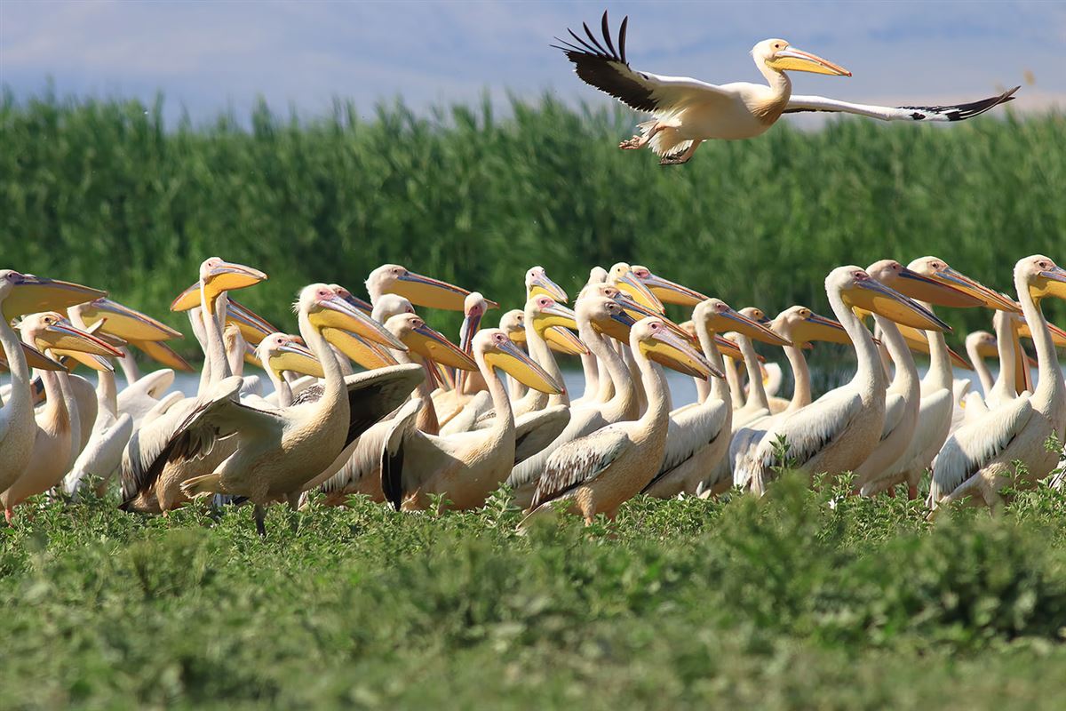 Great White Pelican