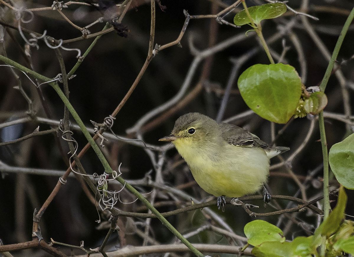 Icterine Warbler