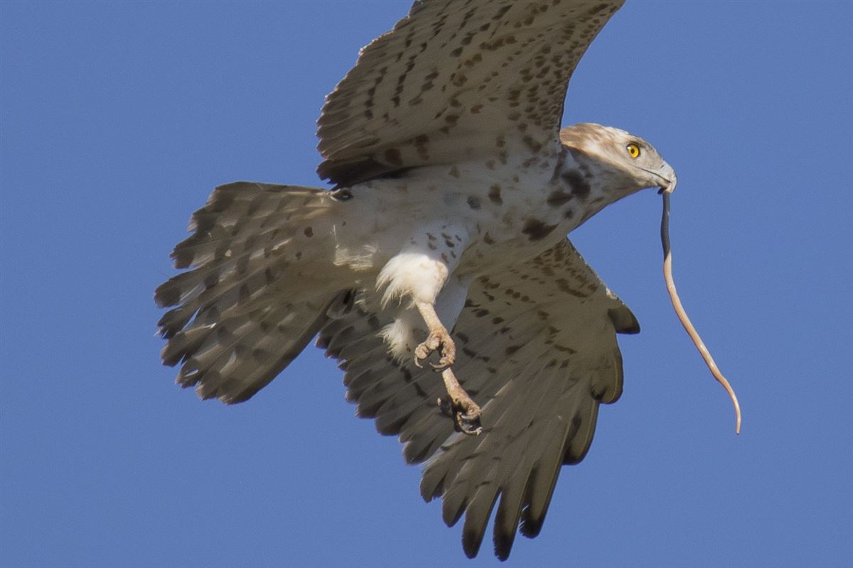 Short-toed Snake Eagle