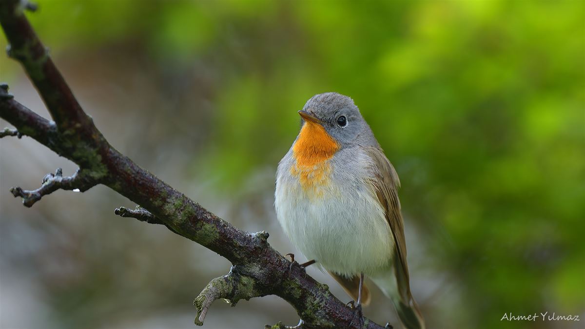 Red-breasted Flycatcher