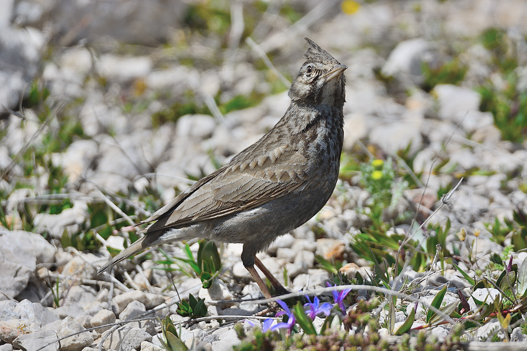 Crested Lark