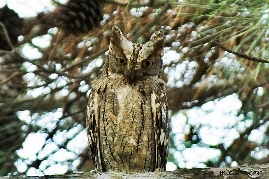 Eurasian Scops Owl