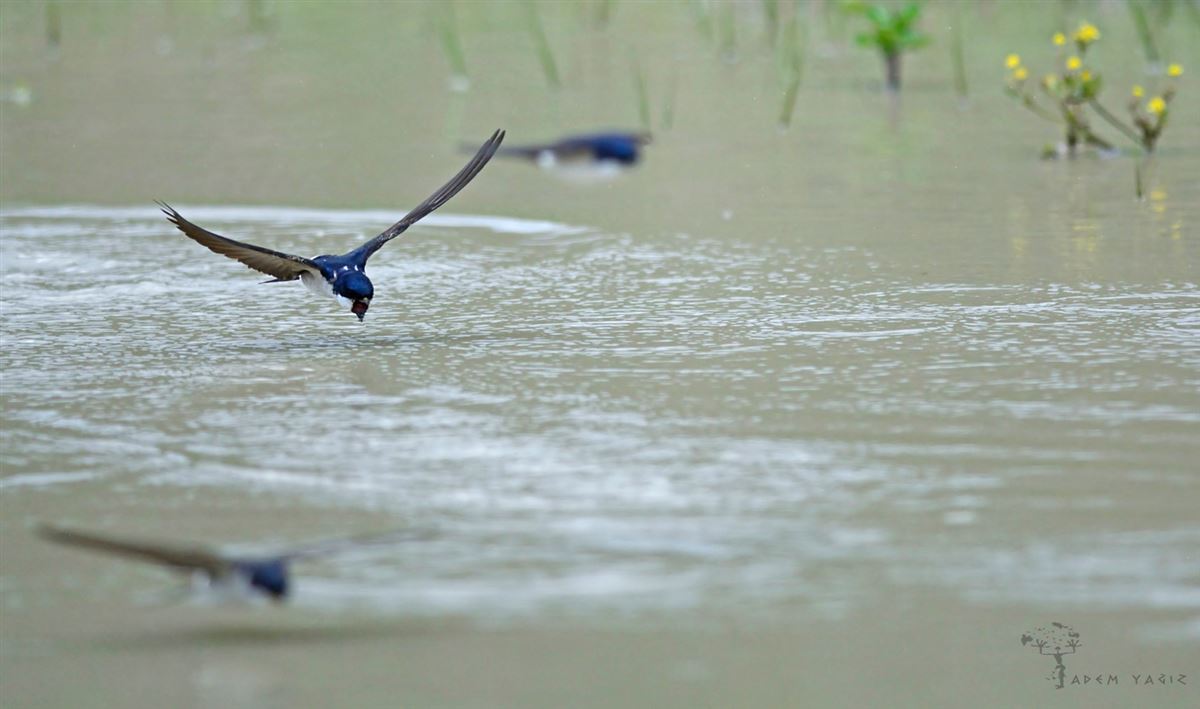 Common House Martin