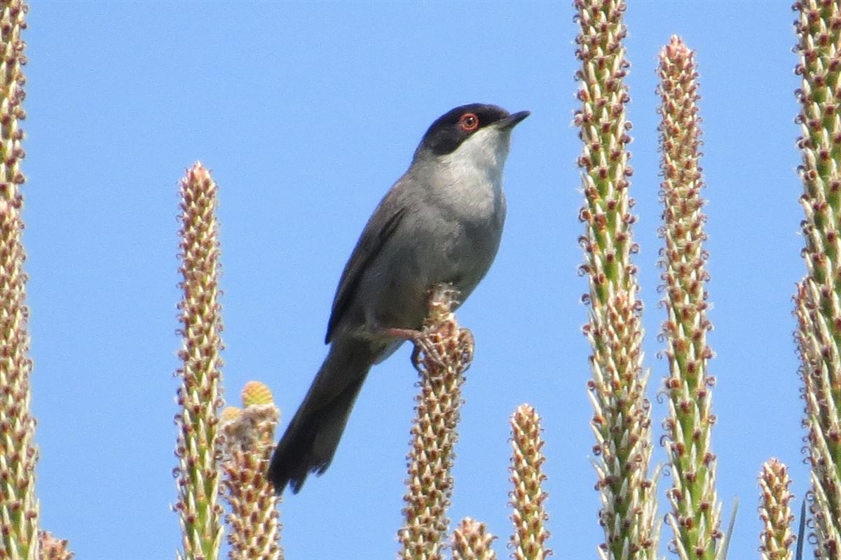 Sardinian Warbler