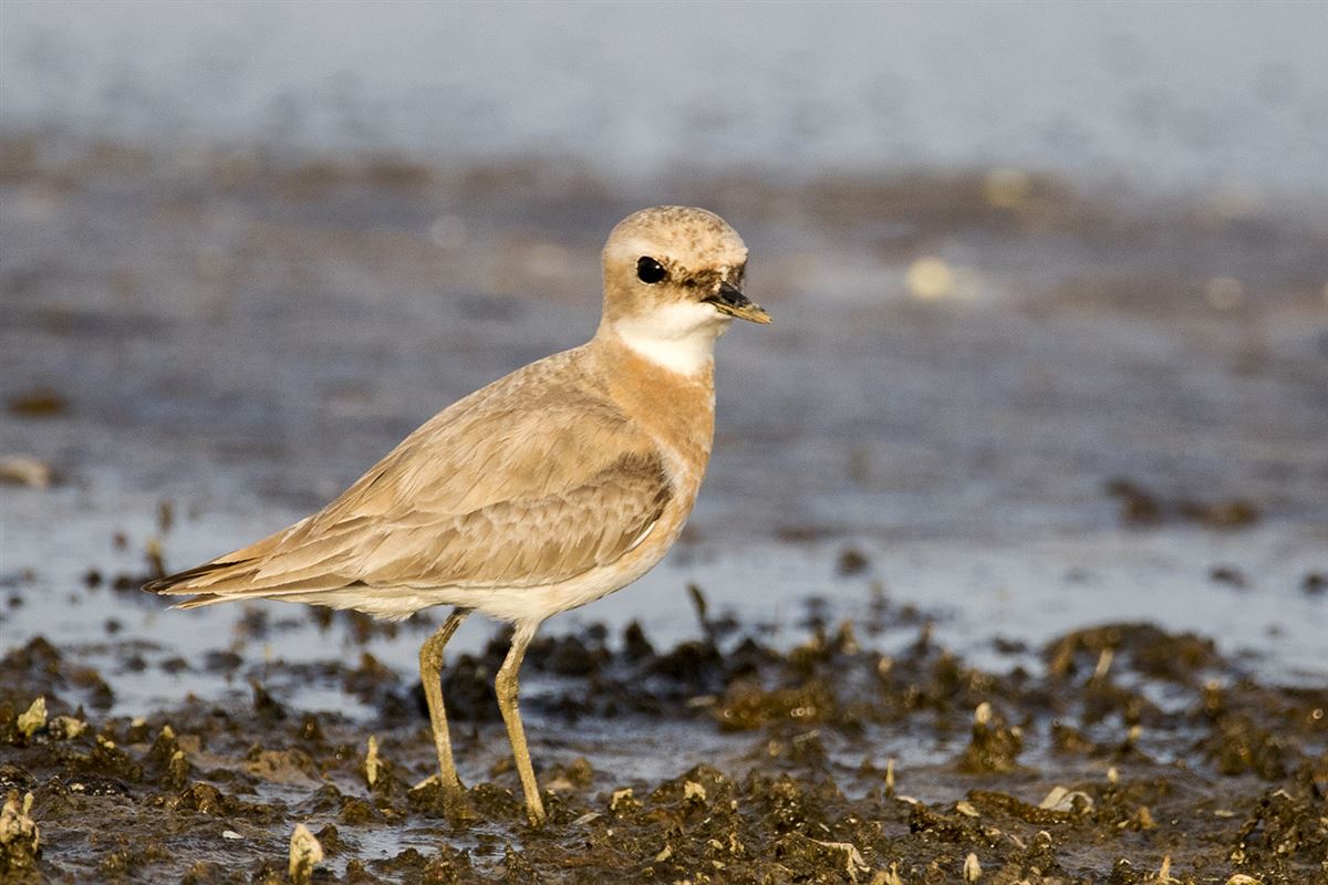 Greater Sand Plover