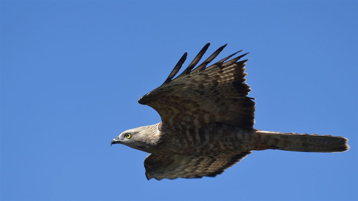 European Honey Buzzard