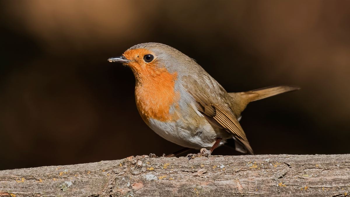 European Robin