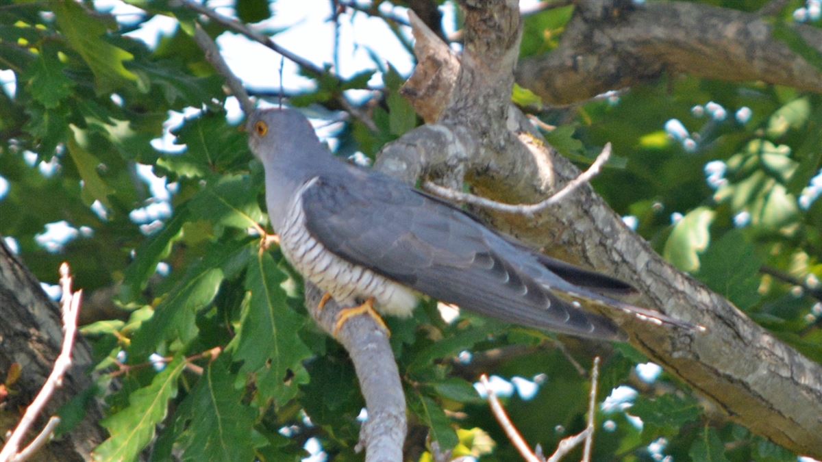 Common Cuckoo