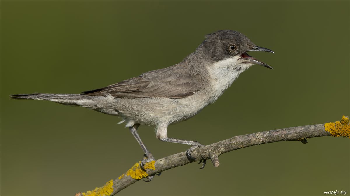 Eastern Orphean Warbler