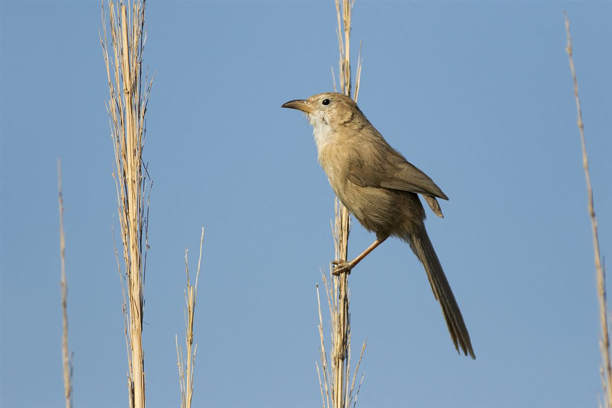 Iraq Babbler