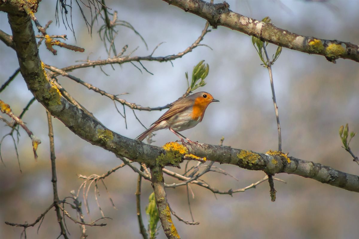 European Robin