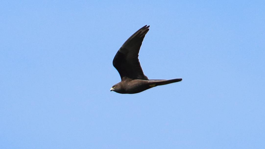 Eleonora`s Falcon