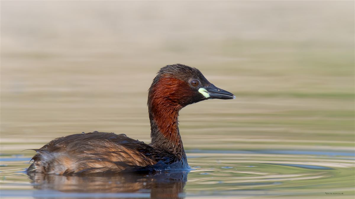 Little Grebe