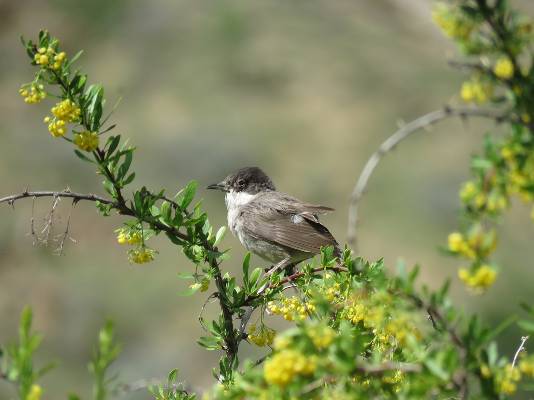 Eastern Orphean Warbler