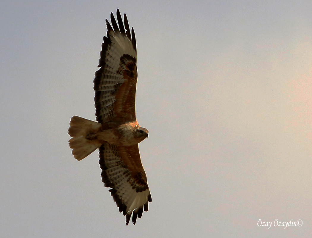 Long-legged Buzzard