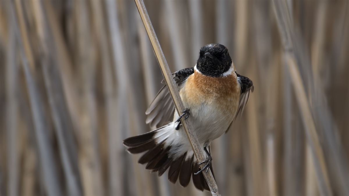 Siberian Stonechat
