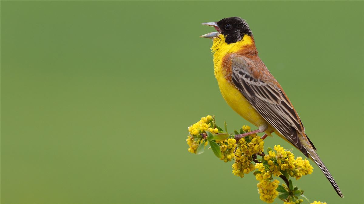 Black-headed Bunting