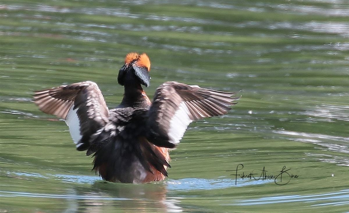 Horned Grebe