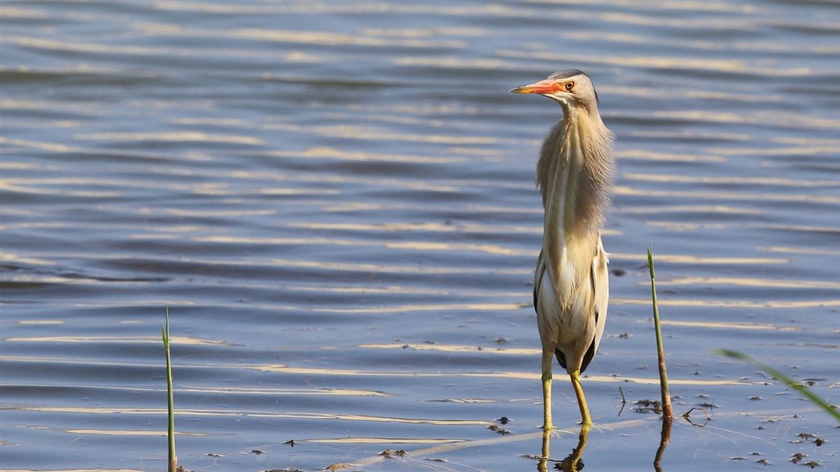 Little Bittern