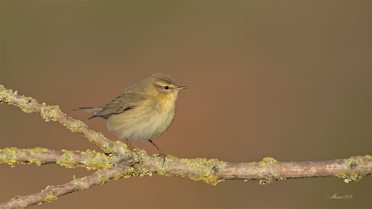 Willow Warbler