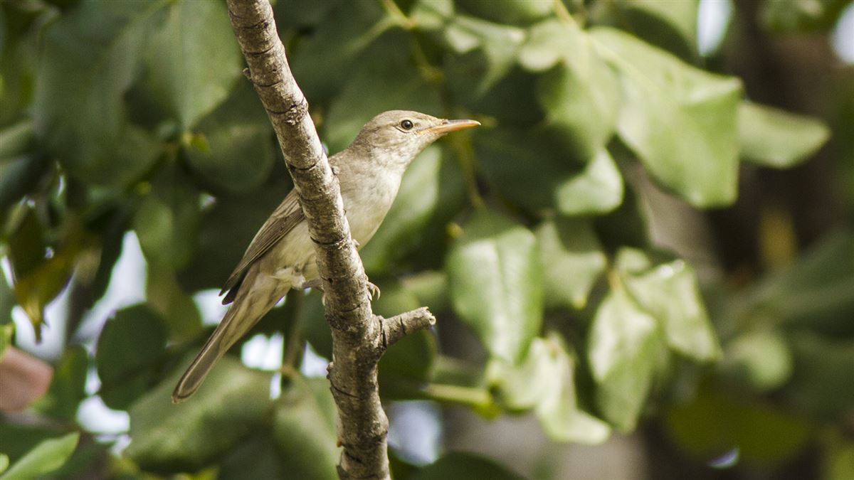 Olive-tree Warbler