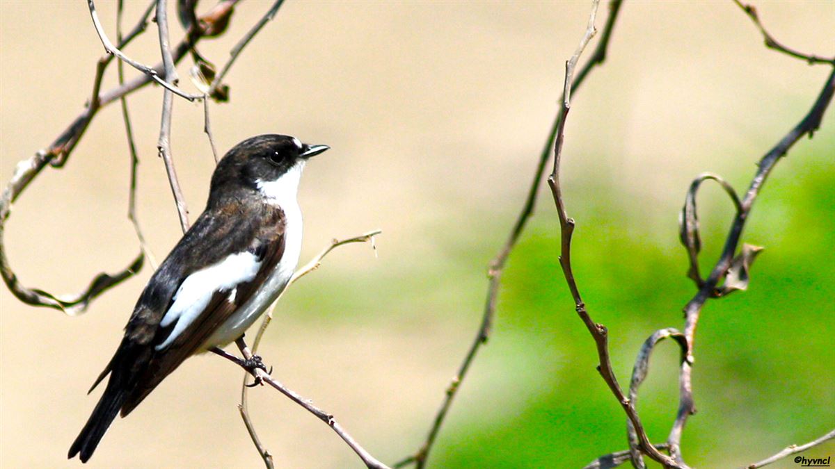 European Pied Flycatcher