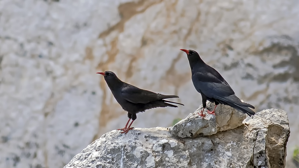 Red-billed Chough