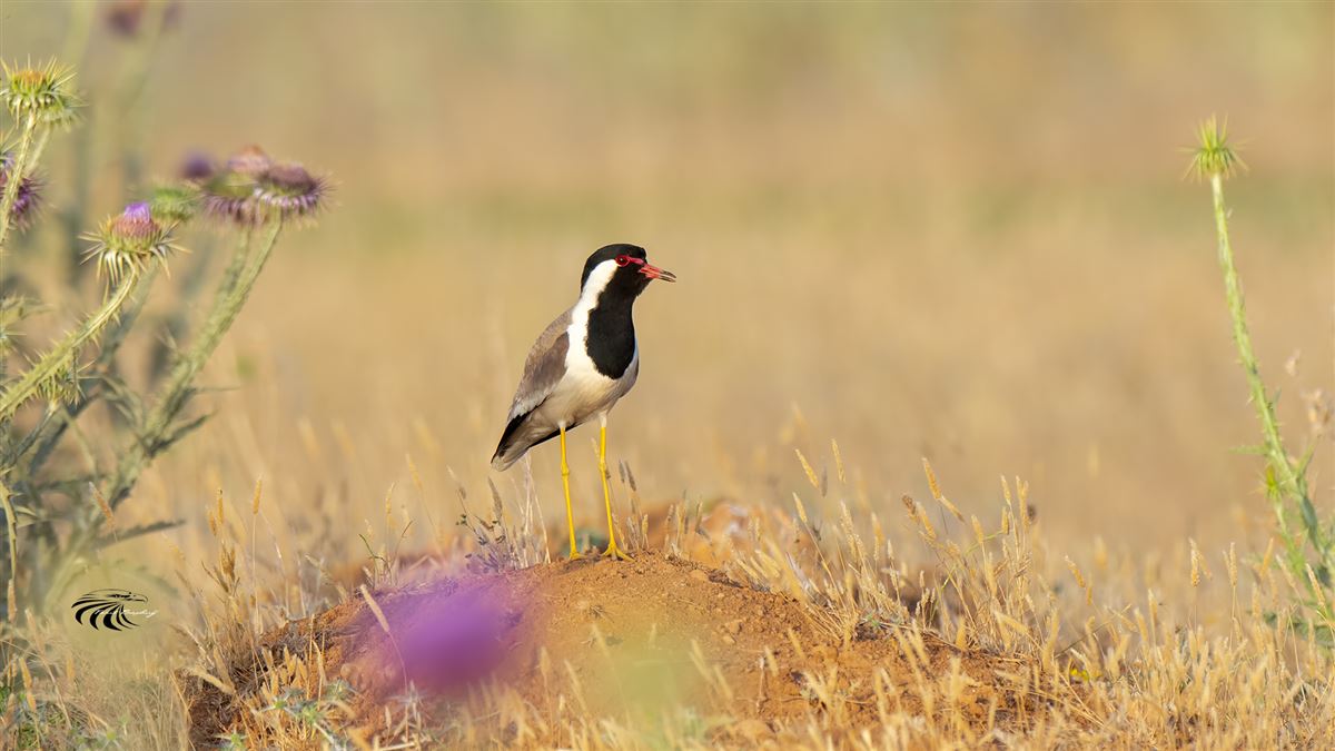 Red-wattled Lapwing