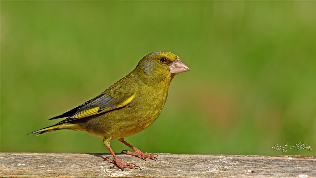 European Greenfinch
