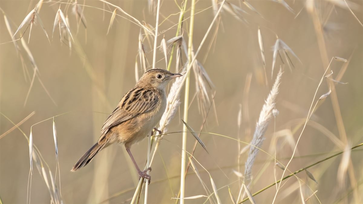Zitting Cisticola