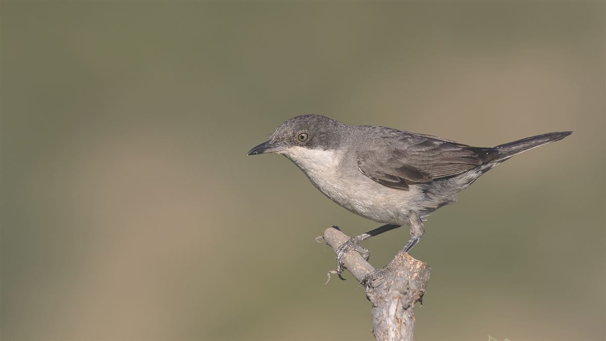 Eastern Orphean Warbler