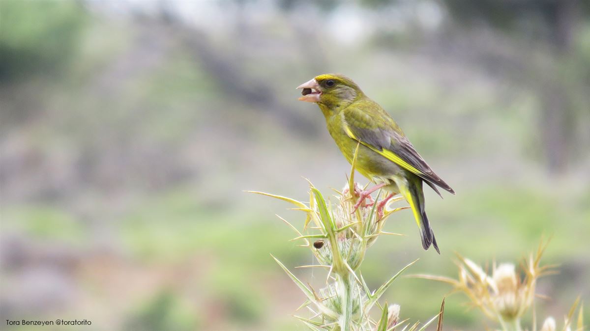 European Greenfinch